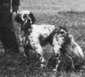 Setter Anglais CASH DU VAL DU RUTH Setter Anglais CASH DU VAL DU RUTH